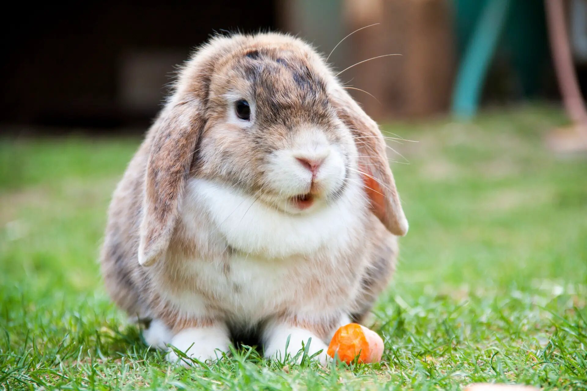 çimende duran minik lop tavşanı