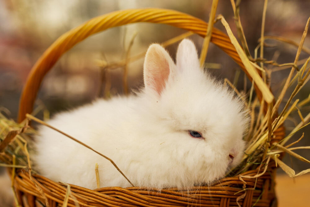 sepette duran beyaz yavru tavşan