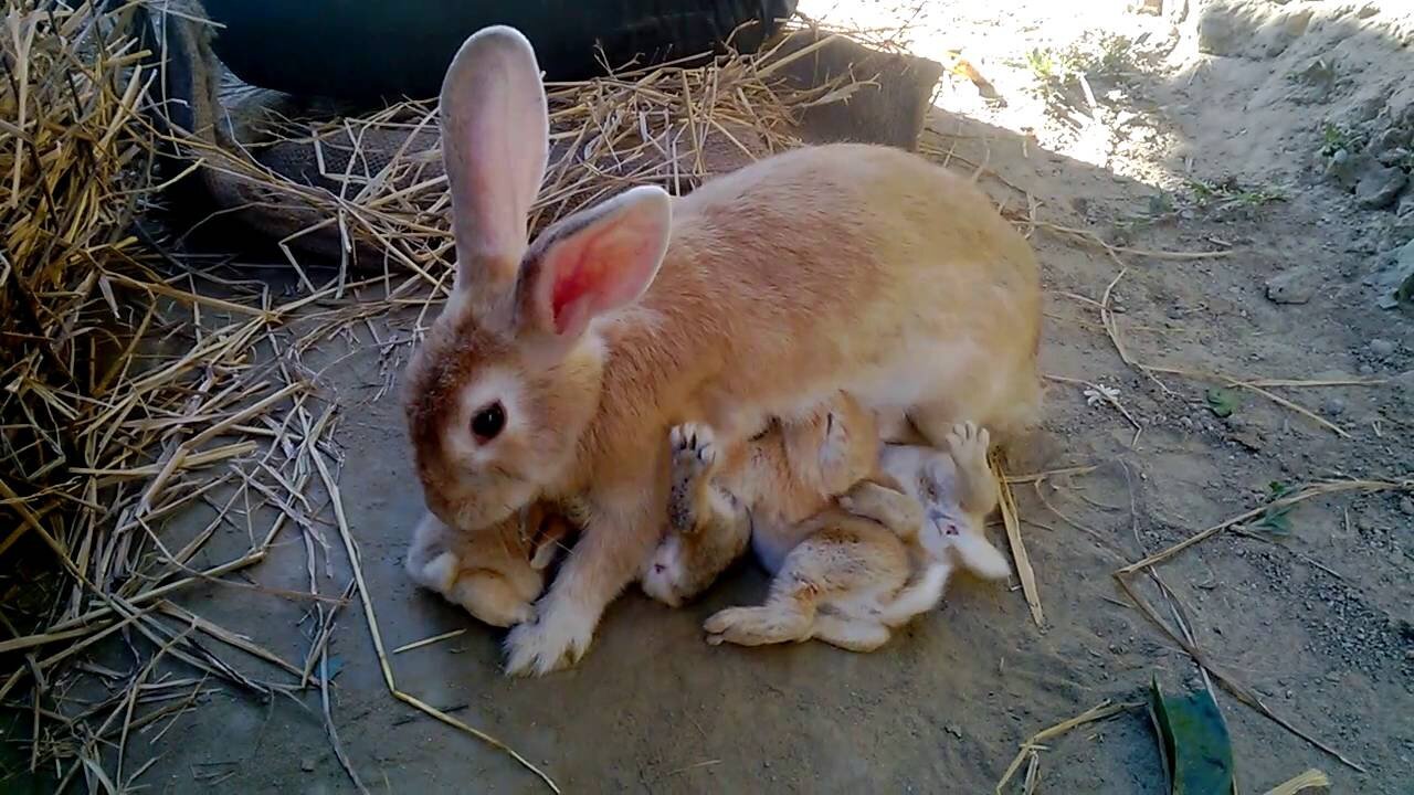 yavrularını emziren tavşan