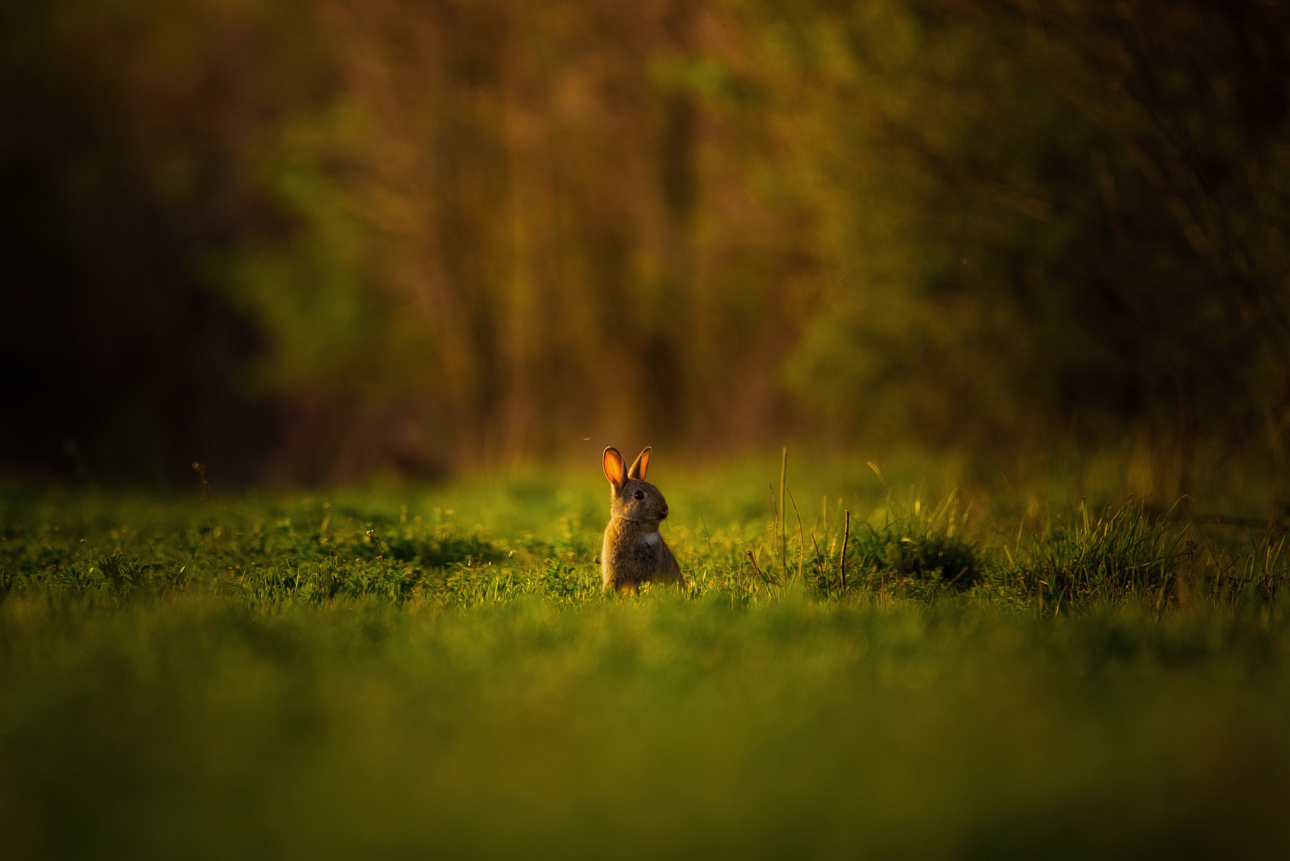güneş batarken çimlerin arasında arka ayakları üzerinde dikilen tavşan