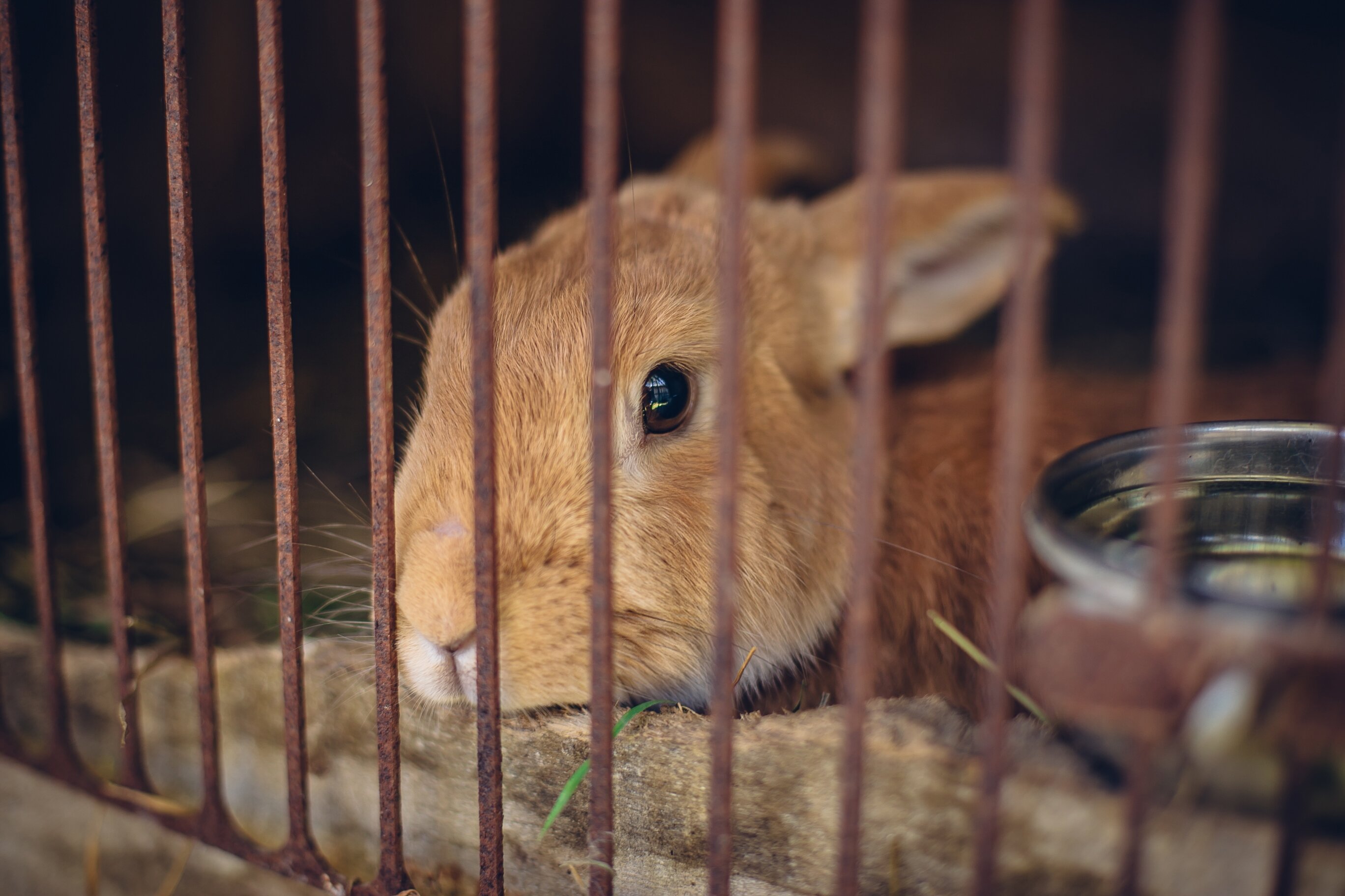 kafesinde oturan tavşan