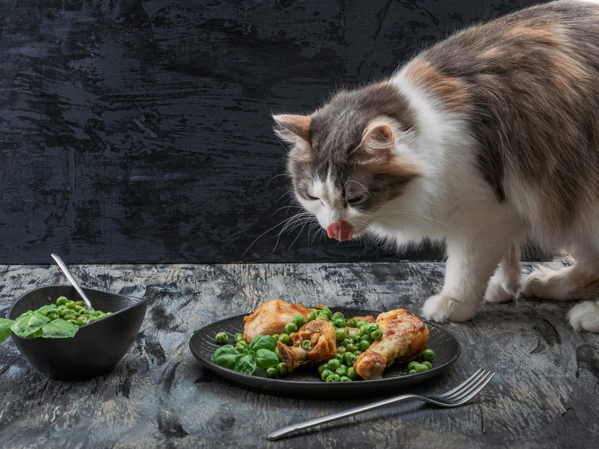 tavuklu yemeği koklayan kedi