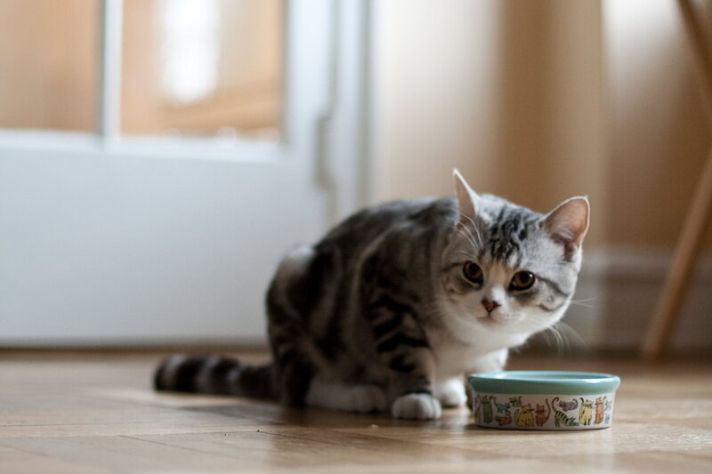 mama tabağının yanında duran yavru kedi