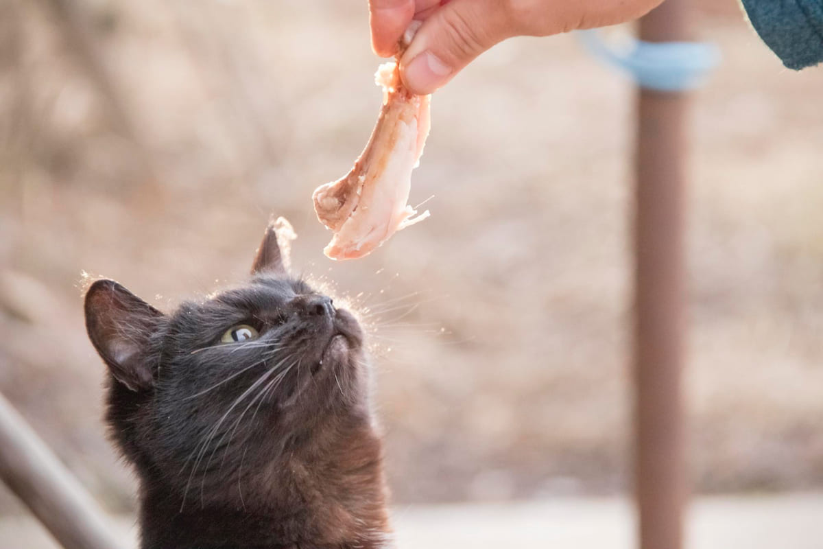 kemikli tavuk koklayan kedi