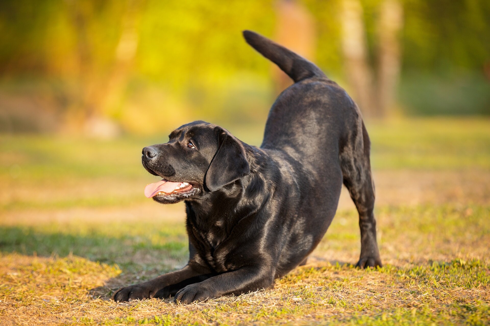 çimlerde esneyen siyah köpek