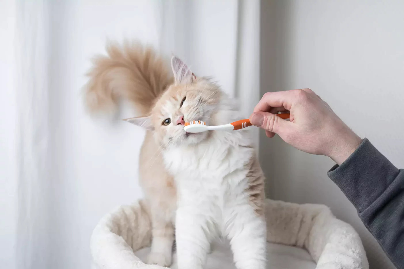 diş fırçasını koklayan kedi