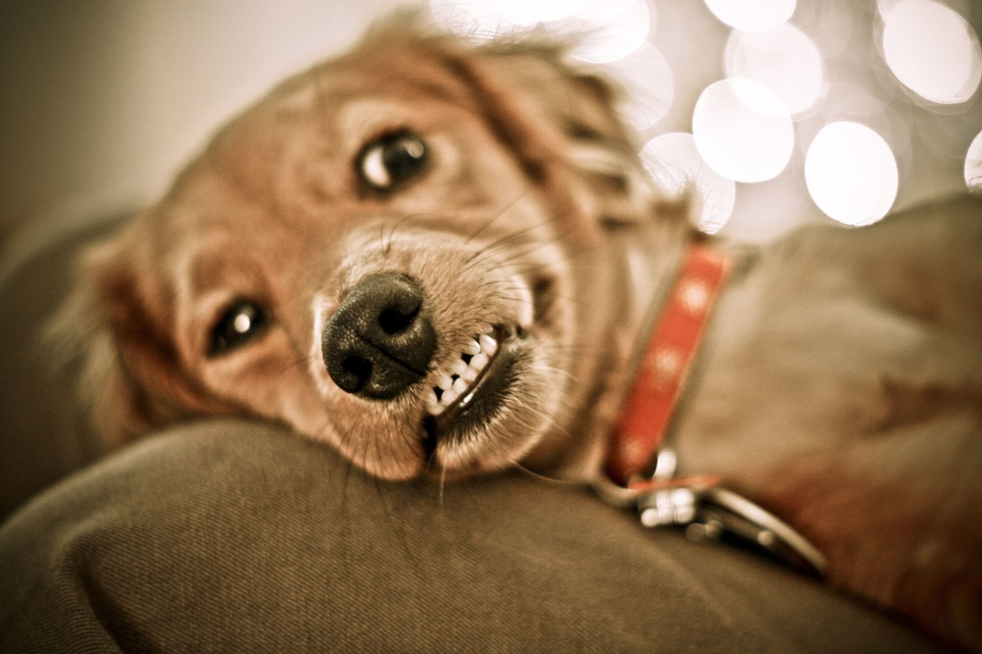 dişlerini gösteren köpek