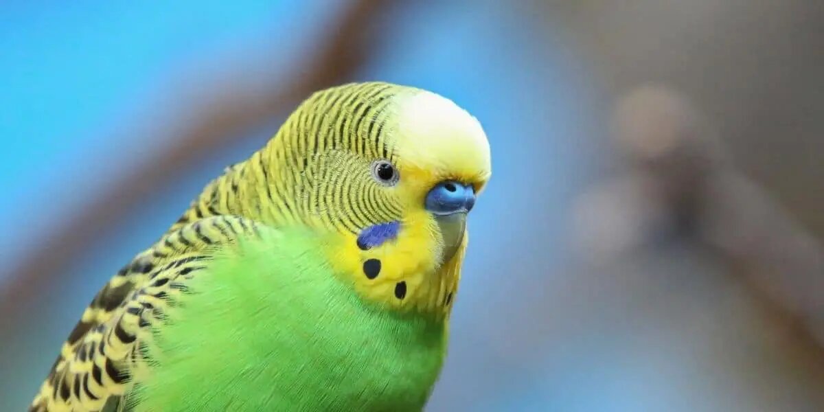 sarı yeşil tüylü muhabbet kuşu