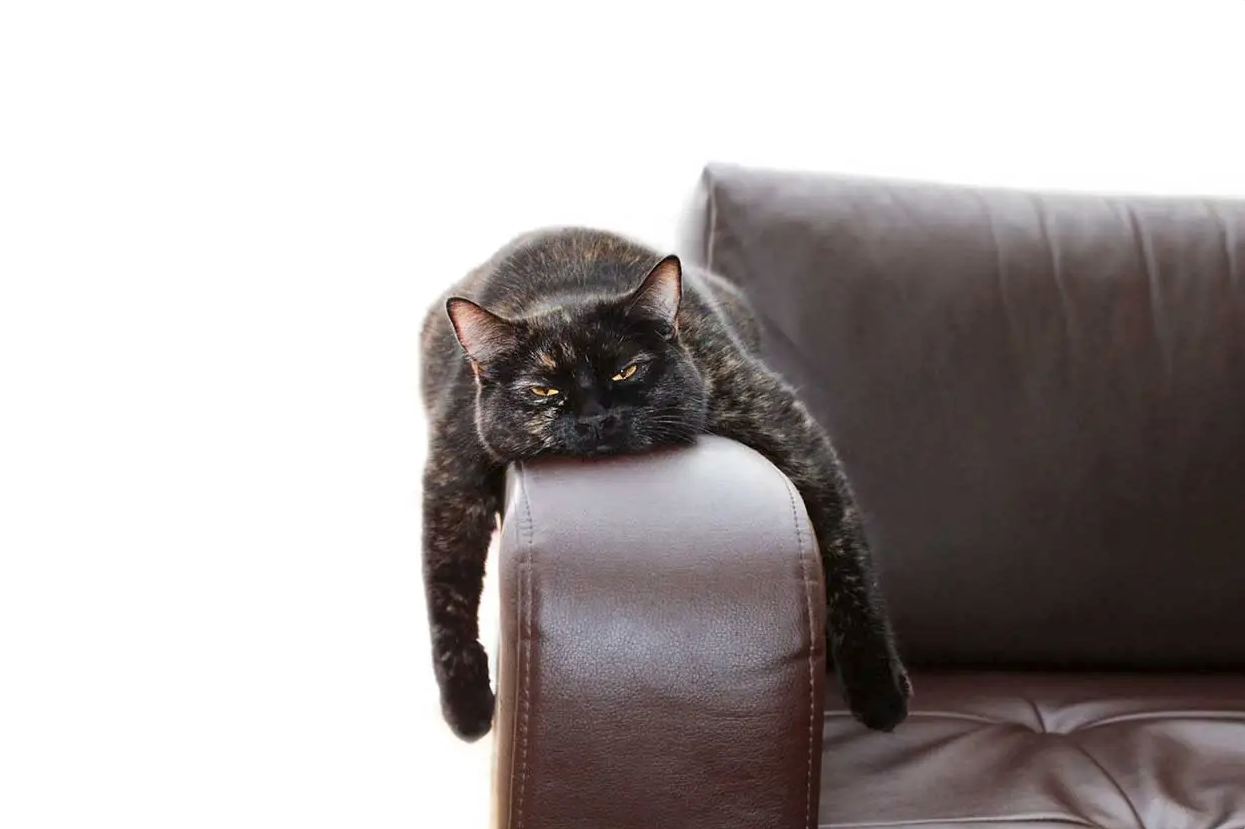 koltuk kolçağında yatan kedi