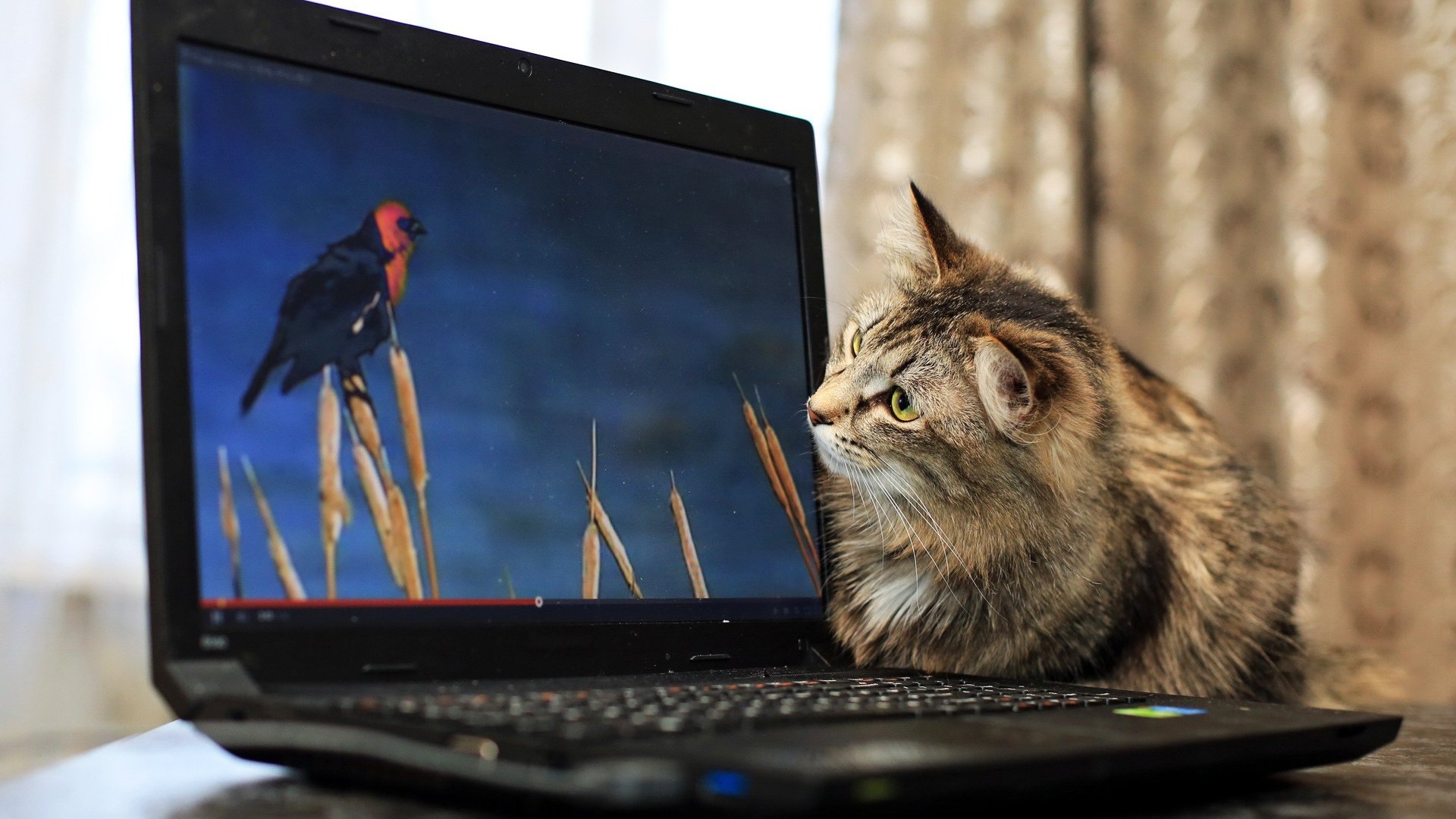 bilgisayar ekranında kuş gören kedi