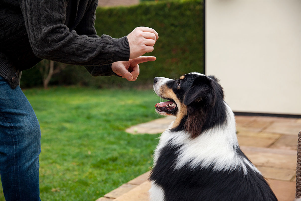 siyah beyaz kahverengi tüylü köpek bekle komutu alıyor