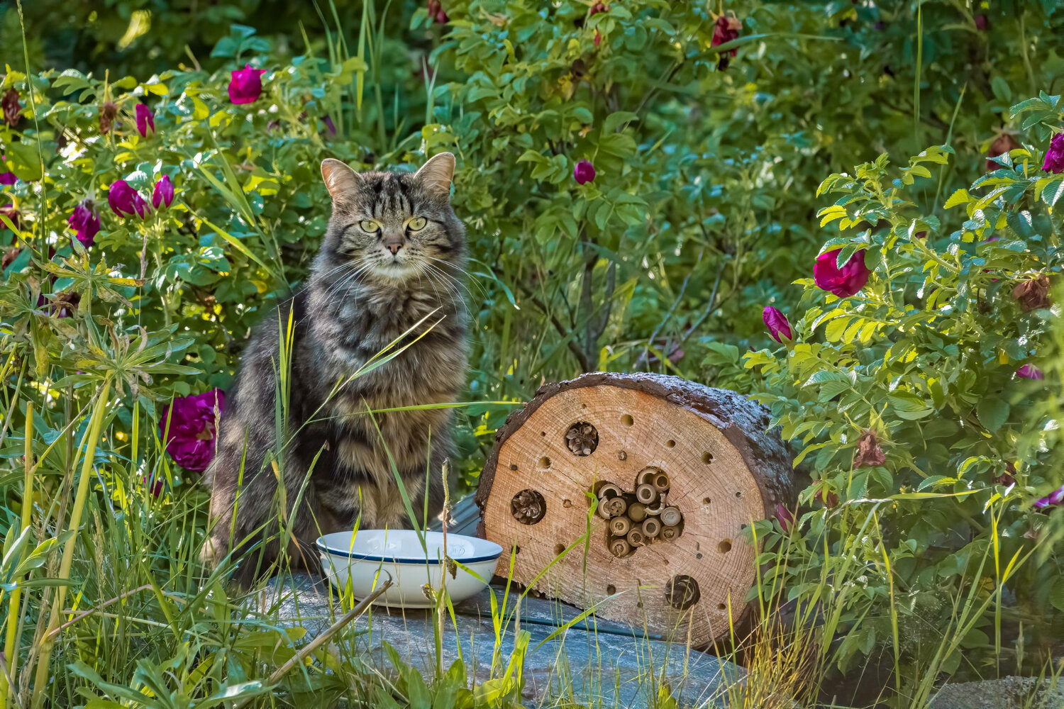 su kabının yanında duran kedi