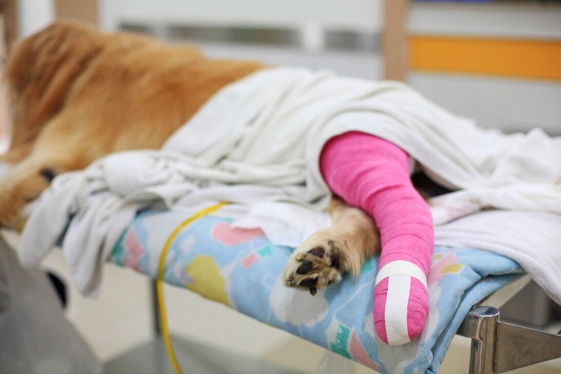  cerrahi operasyon geçirmiş köpek