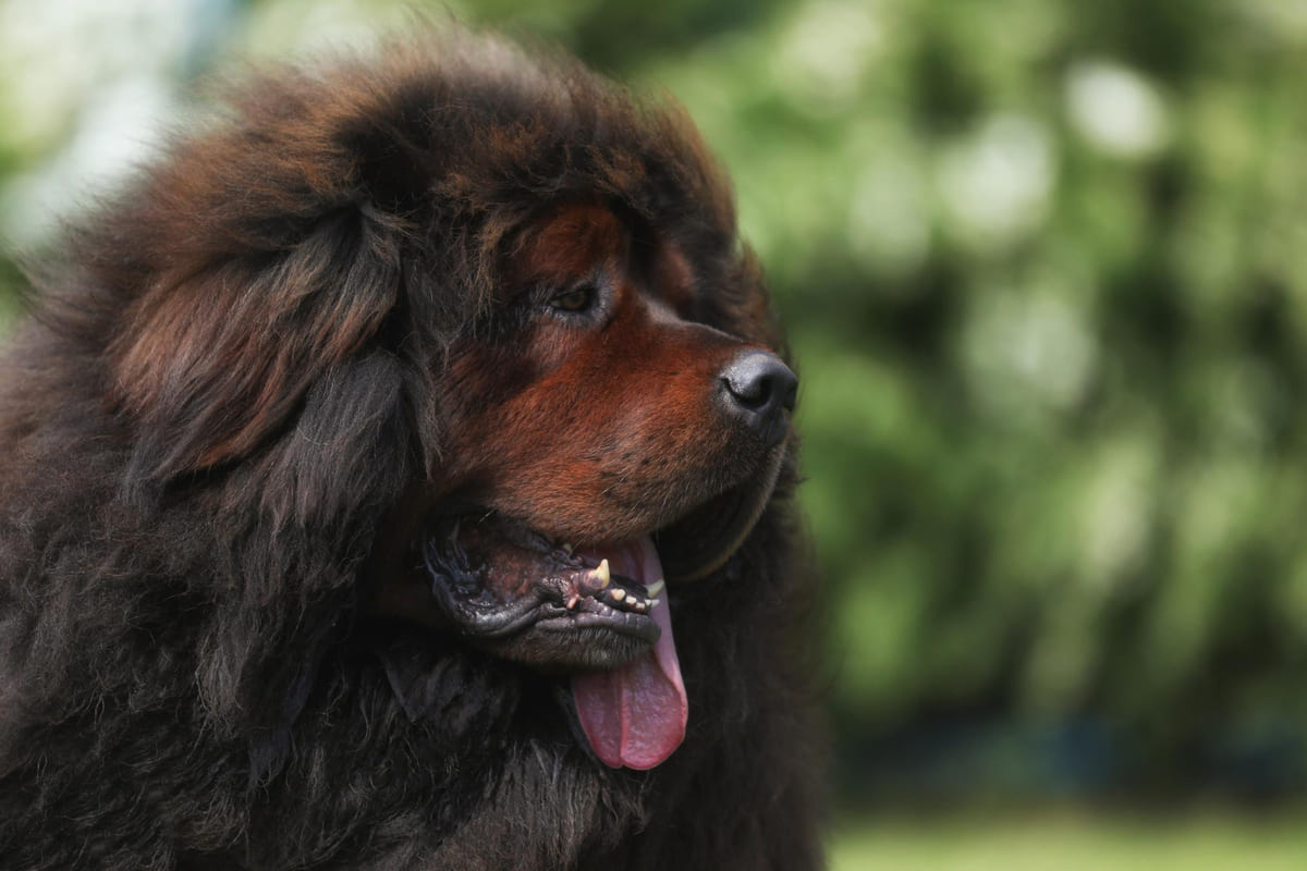 kahverengi iri köpeğin yüzü görünüyor