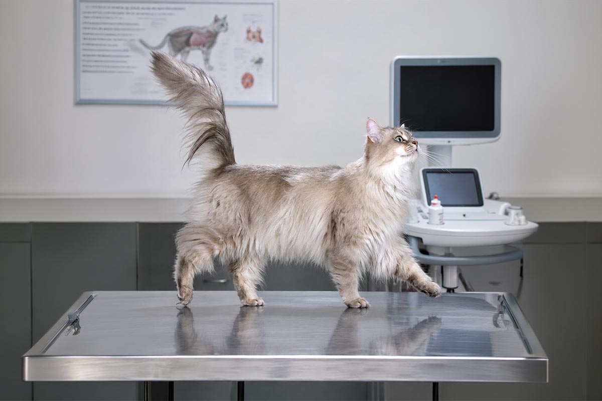 veteriner hekim kliniğinde masanın üzerinde duran uzun tüylü kedi