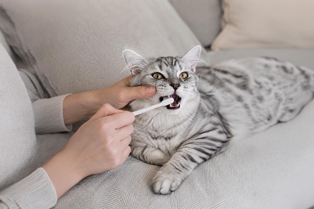 dişleri fırçalanan kedi