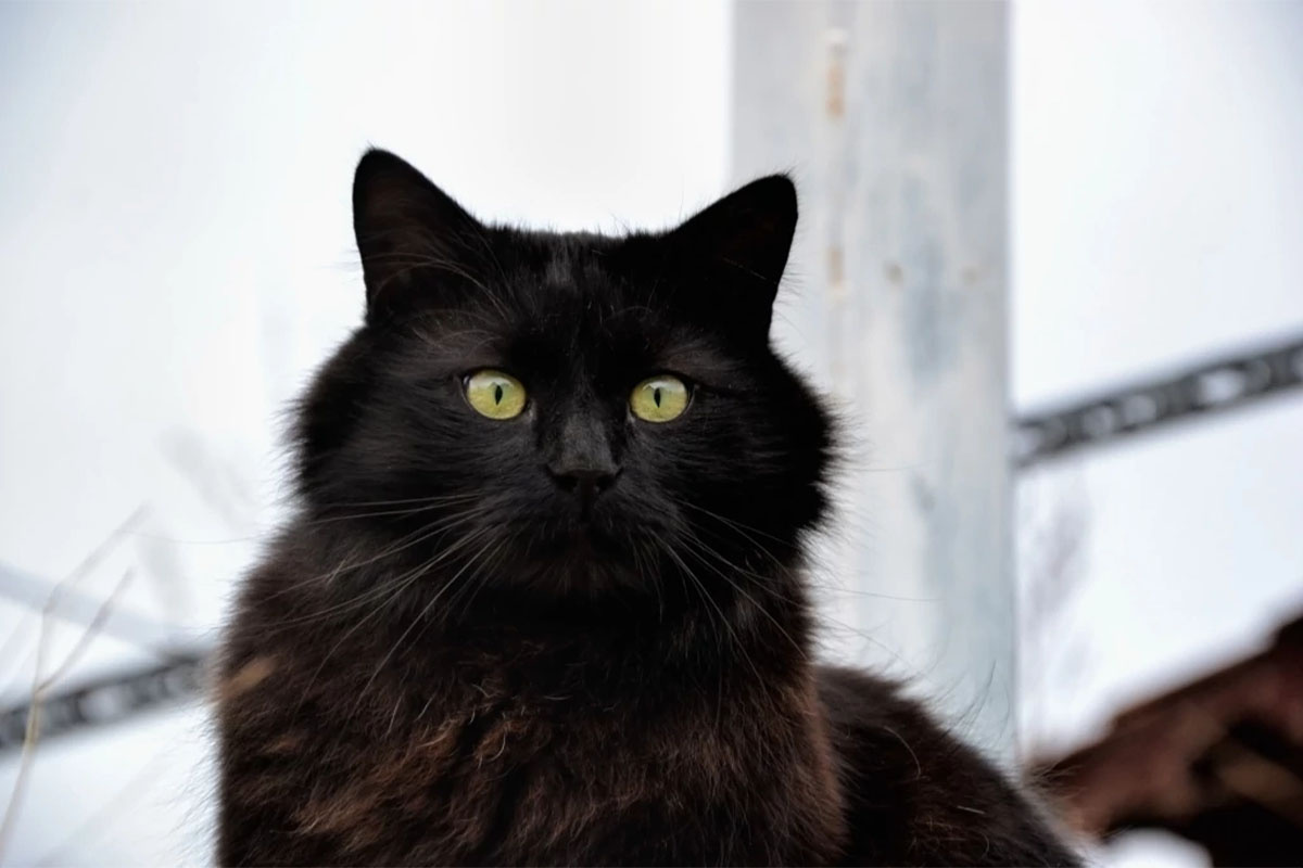 siyah kedi, yeşil gözlü