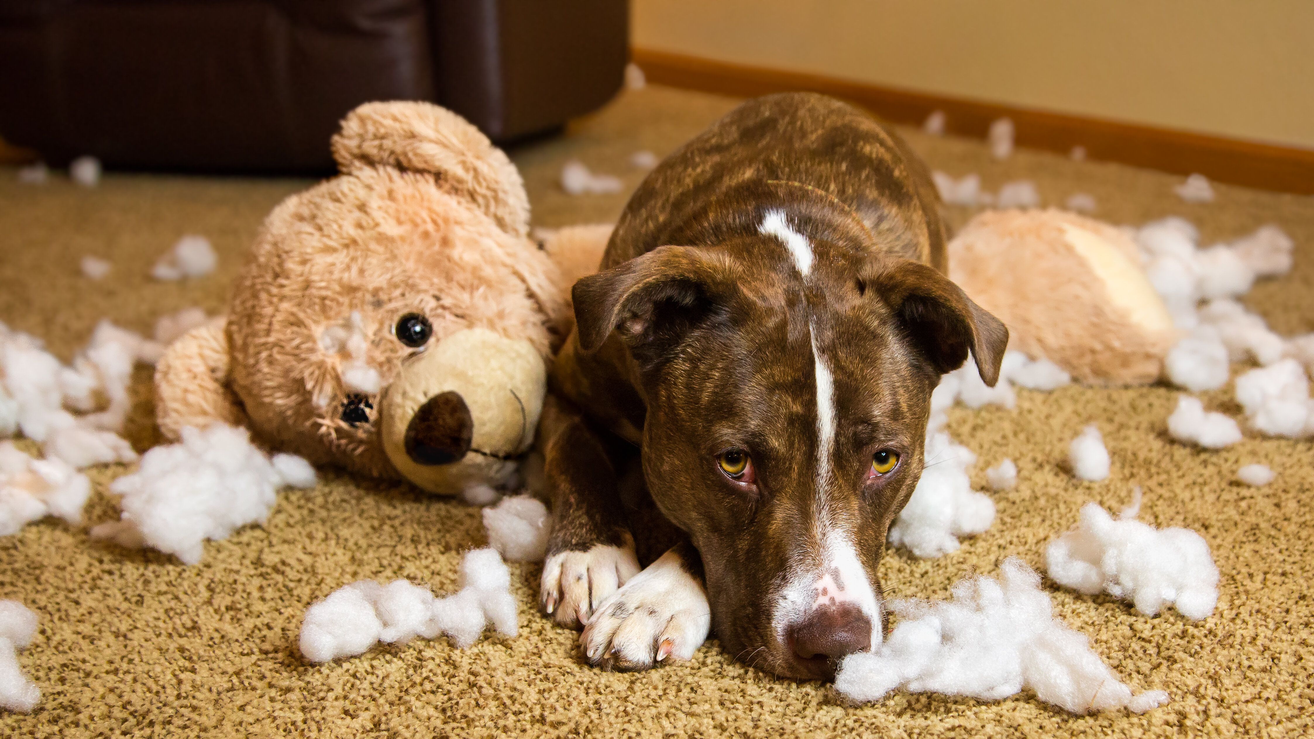 oyuncak ayı parçalamış köpek 