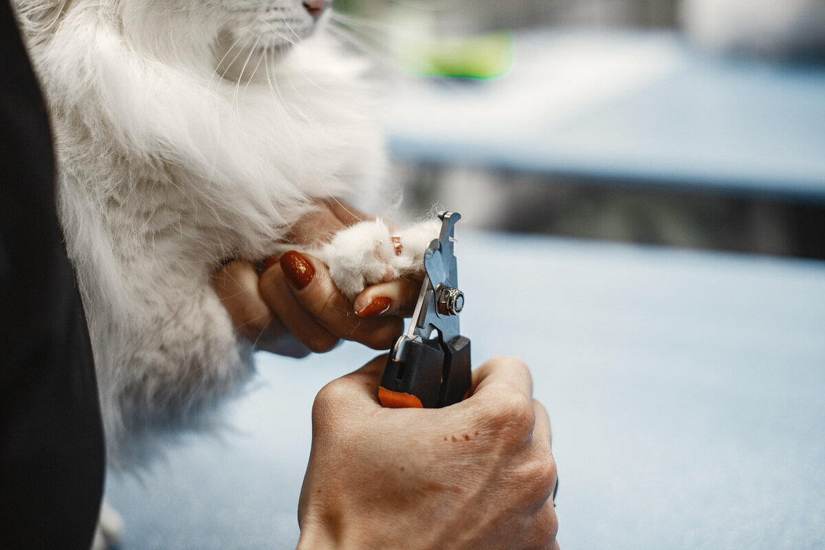 tırnağı kediler için özel kedi tırnak makası ile kesilen beyaz tüylü kedi