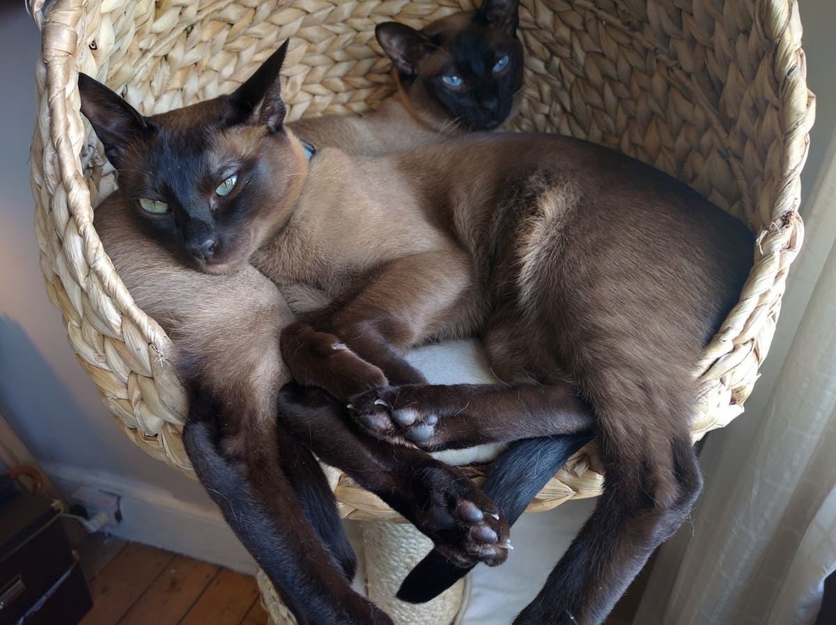 tonkinese