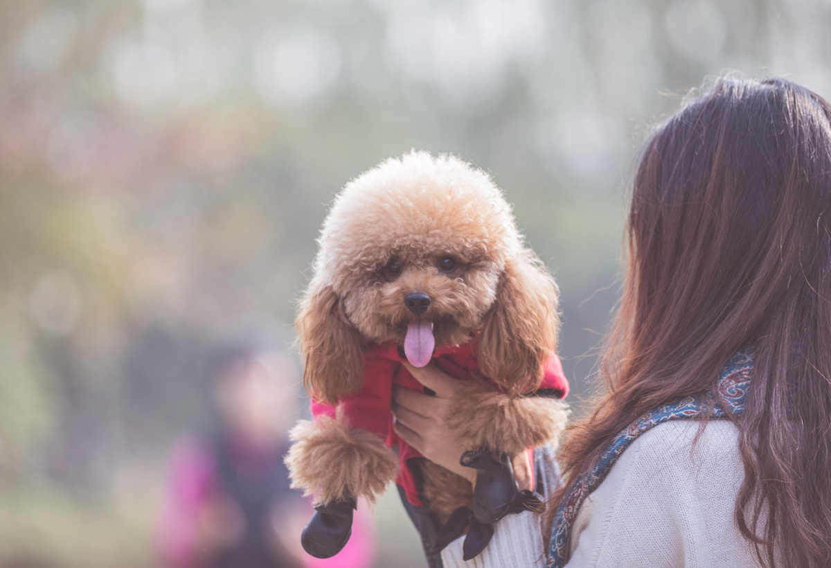 toy poodle