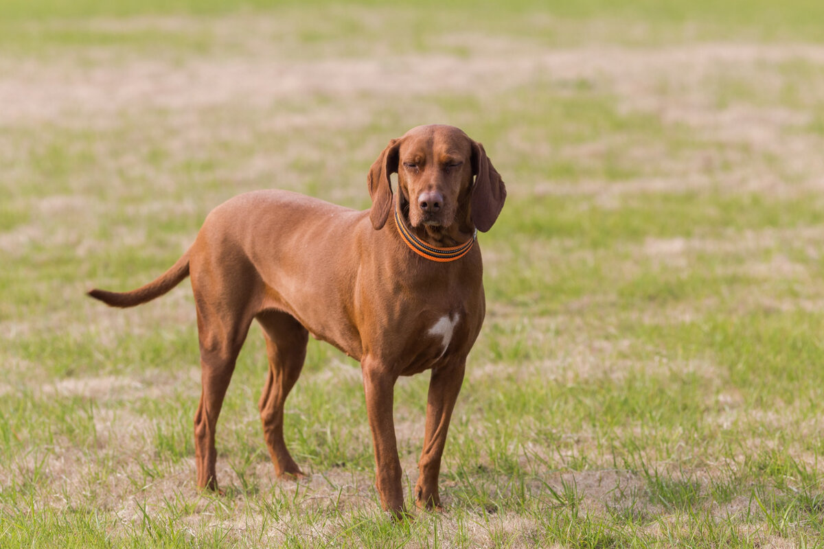 treeing walker coonhound