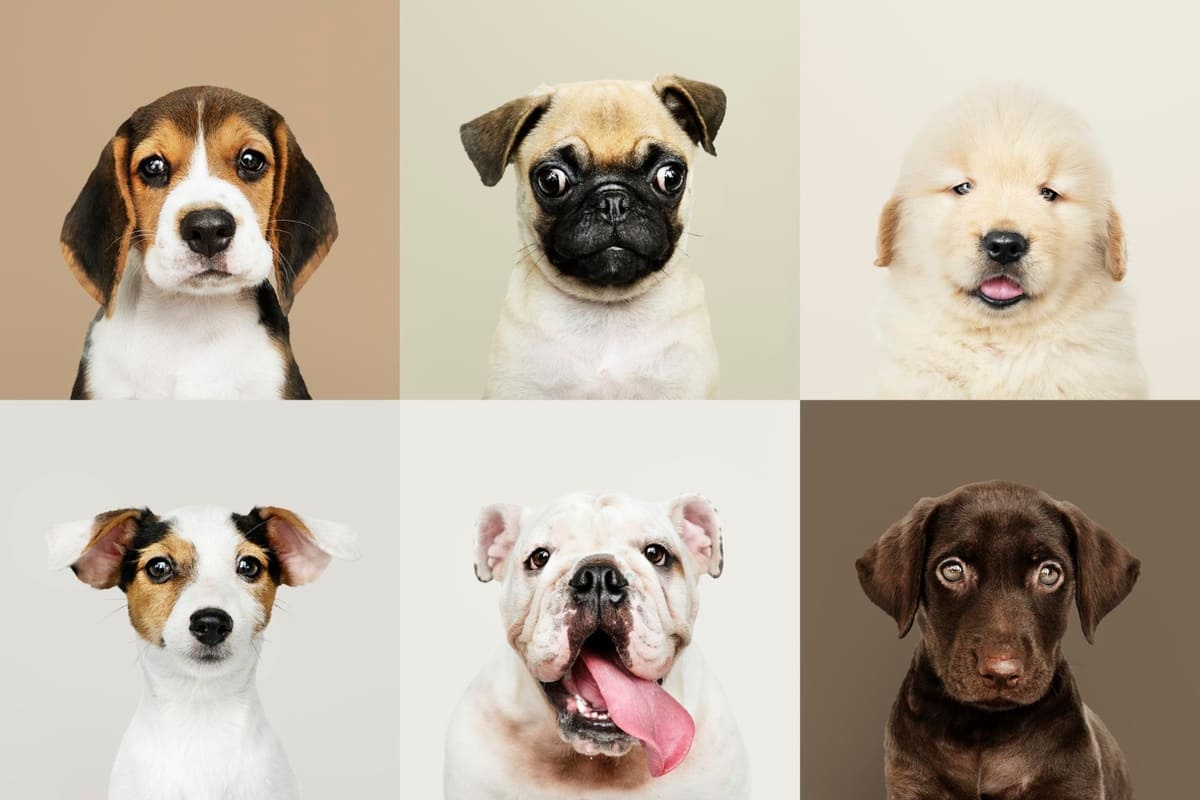 kadraja bakan farklı ırk köpek yavruları
