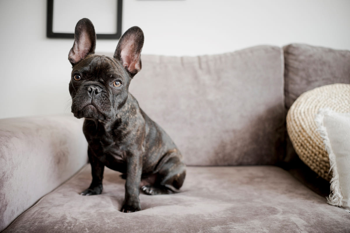 koltukta oturan French bulldog