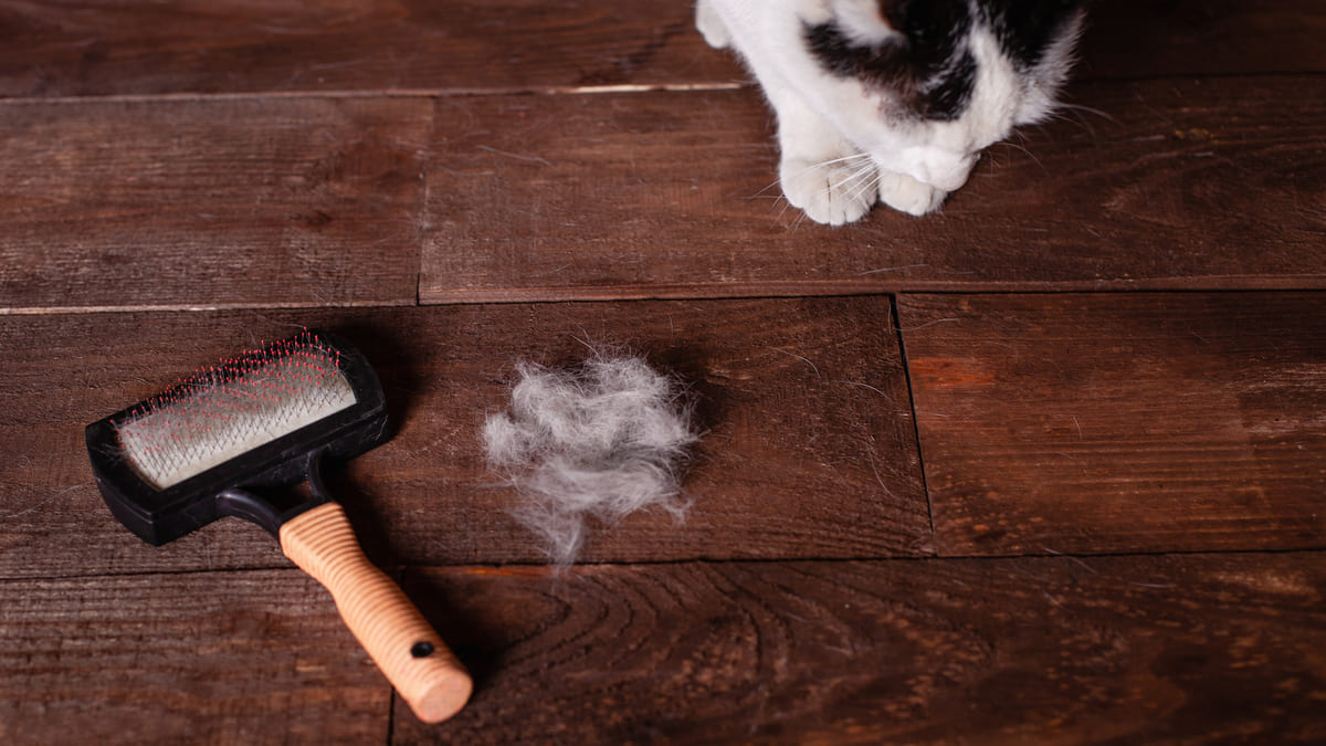 tarandıktan sonra çıkan tüyleriyle fotoğrafı çekilen kedi