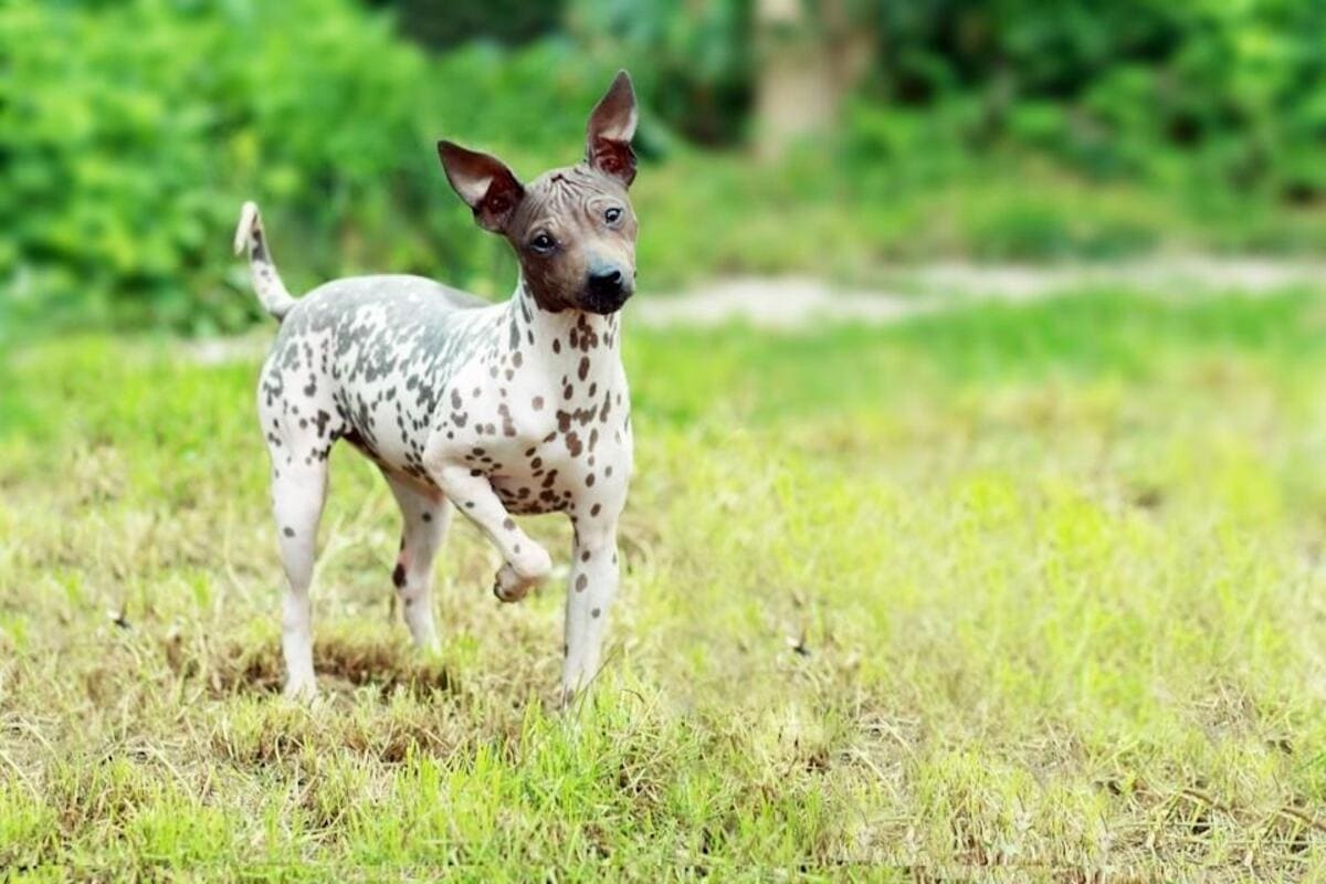 tüysüz köpek