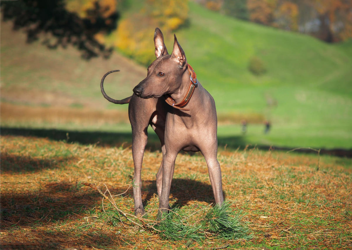 tüysüz köpek açık alanda duruyor