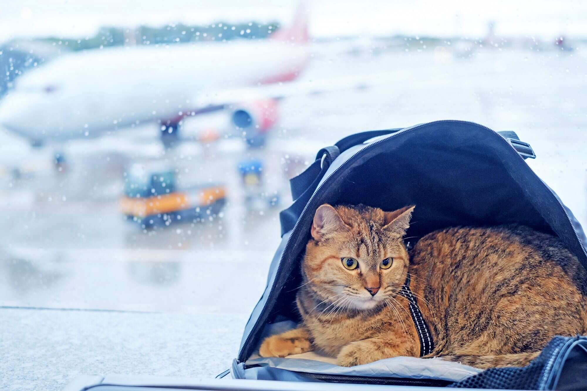 kedi çantasında oturan kedi