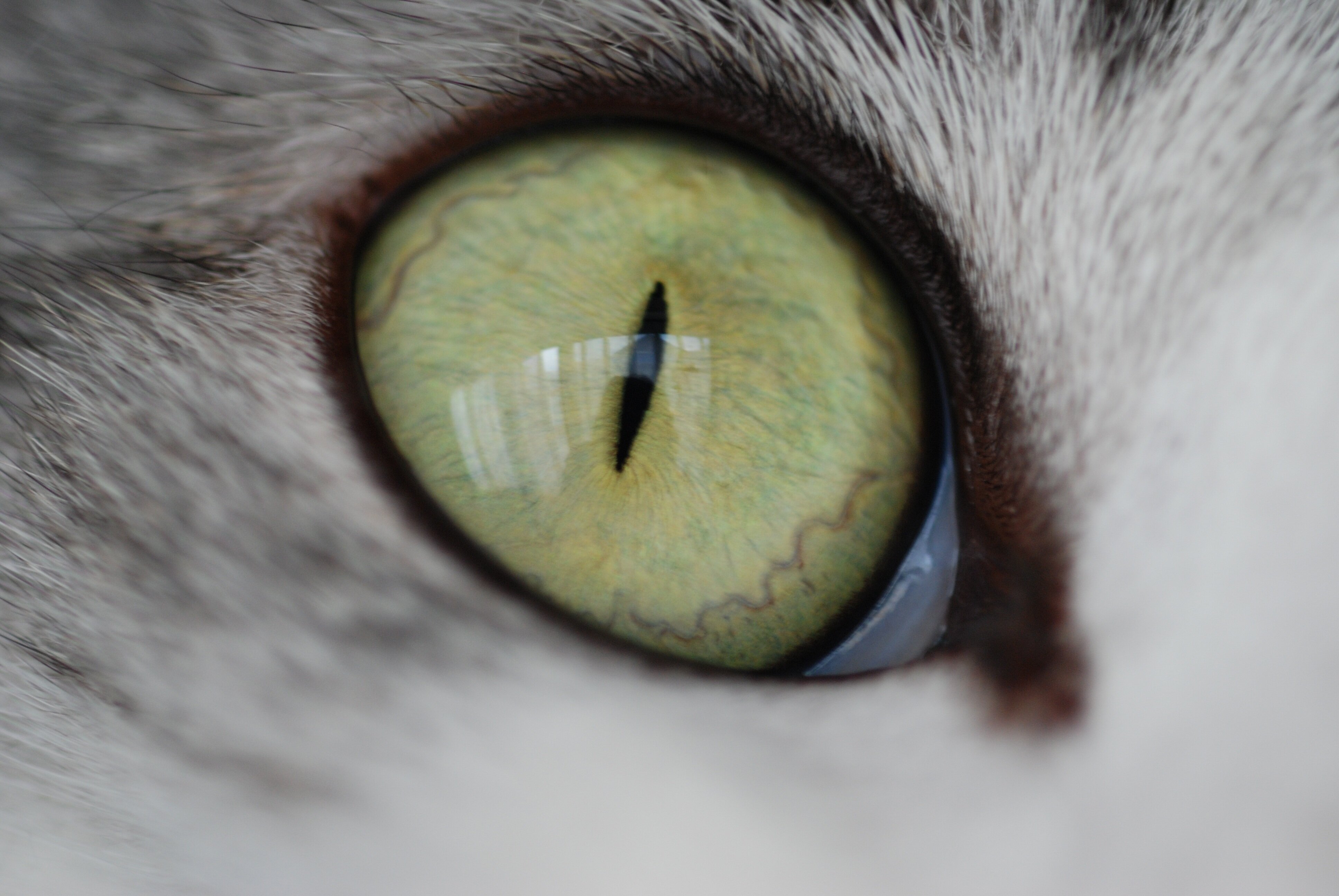 üçüncü göz kapağı görülen kedi gözü