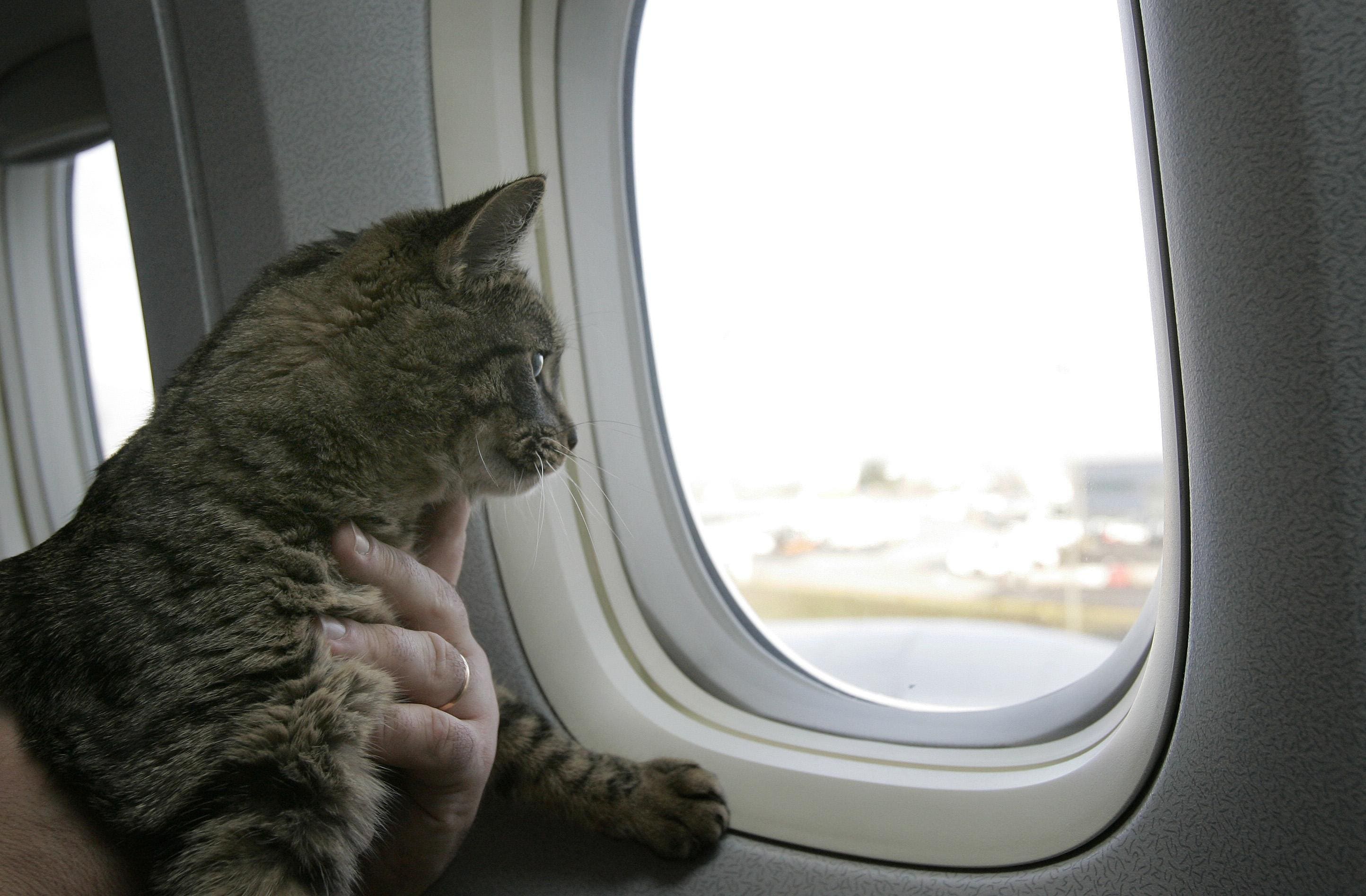 uçakta kedi, kucakta durup camdan bakıyor