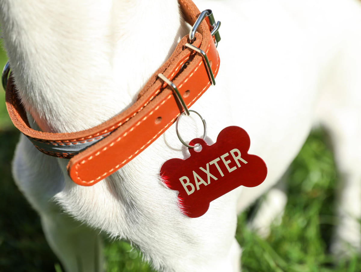 Baxter adı yazılı köpek tasması