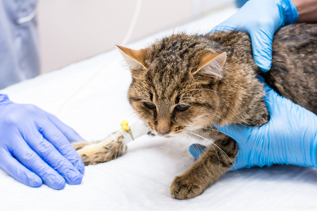 tedavi gören hasta kedi