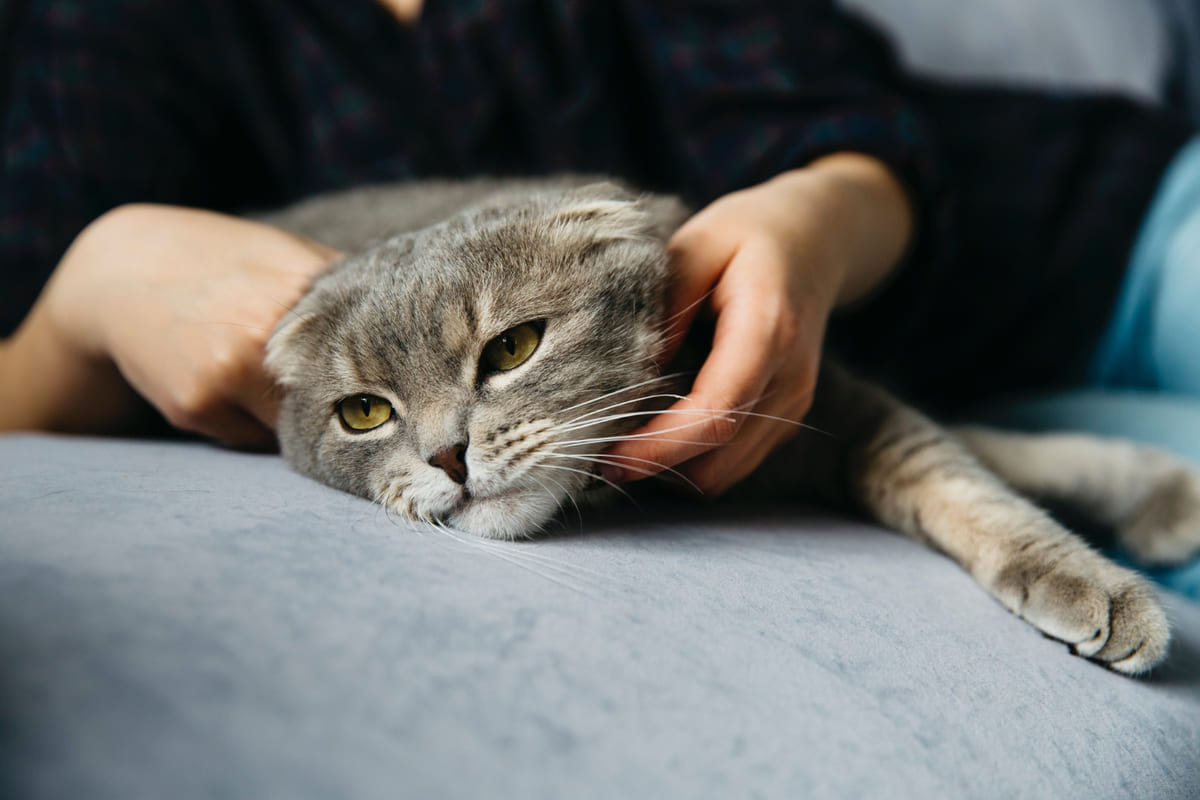 halsiz yatan kedi seviliyor