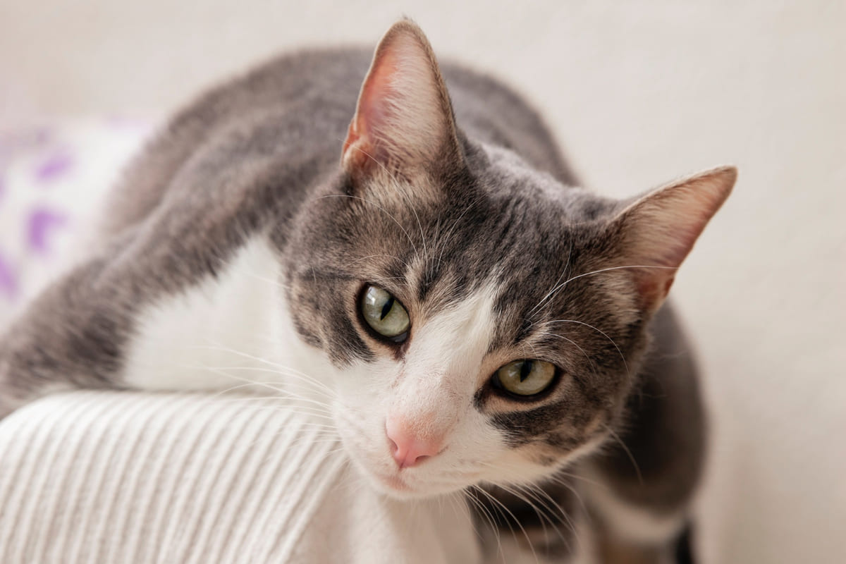 koltuk kolunda yatıp meraklı bakan kedi