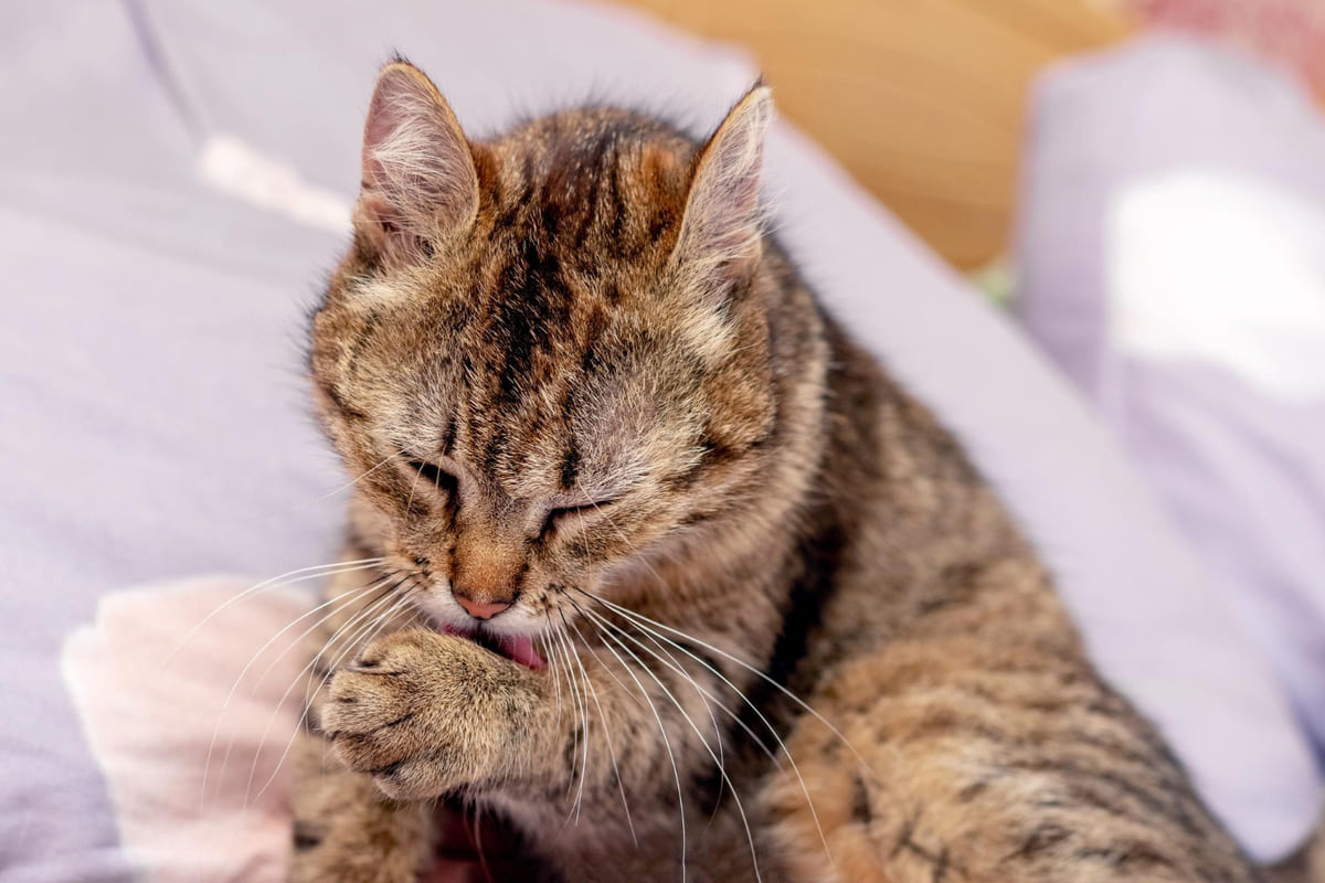 patisini temizleyen kedi