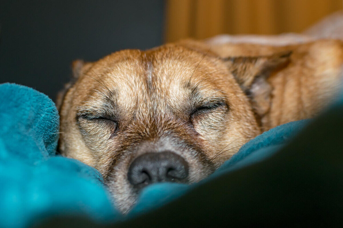 gözleri kapalı, uyuyan köpek