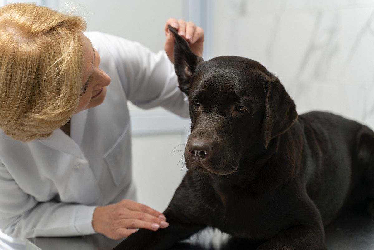 kulağı kontrol edilen köpek 