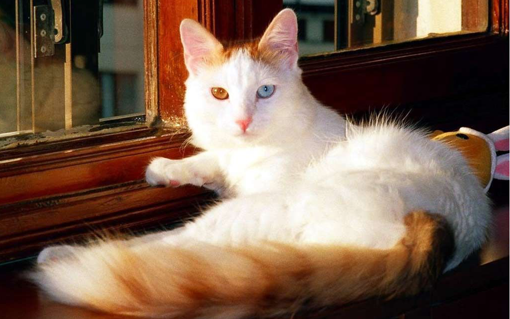 cam önünde uzanan Van kedisi
