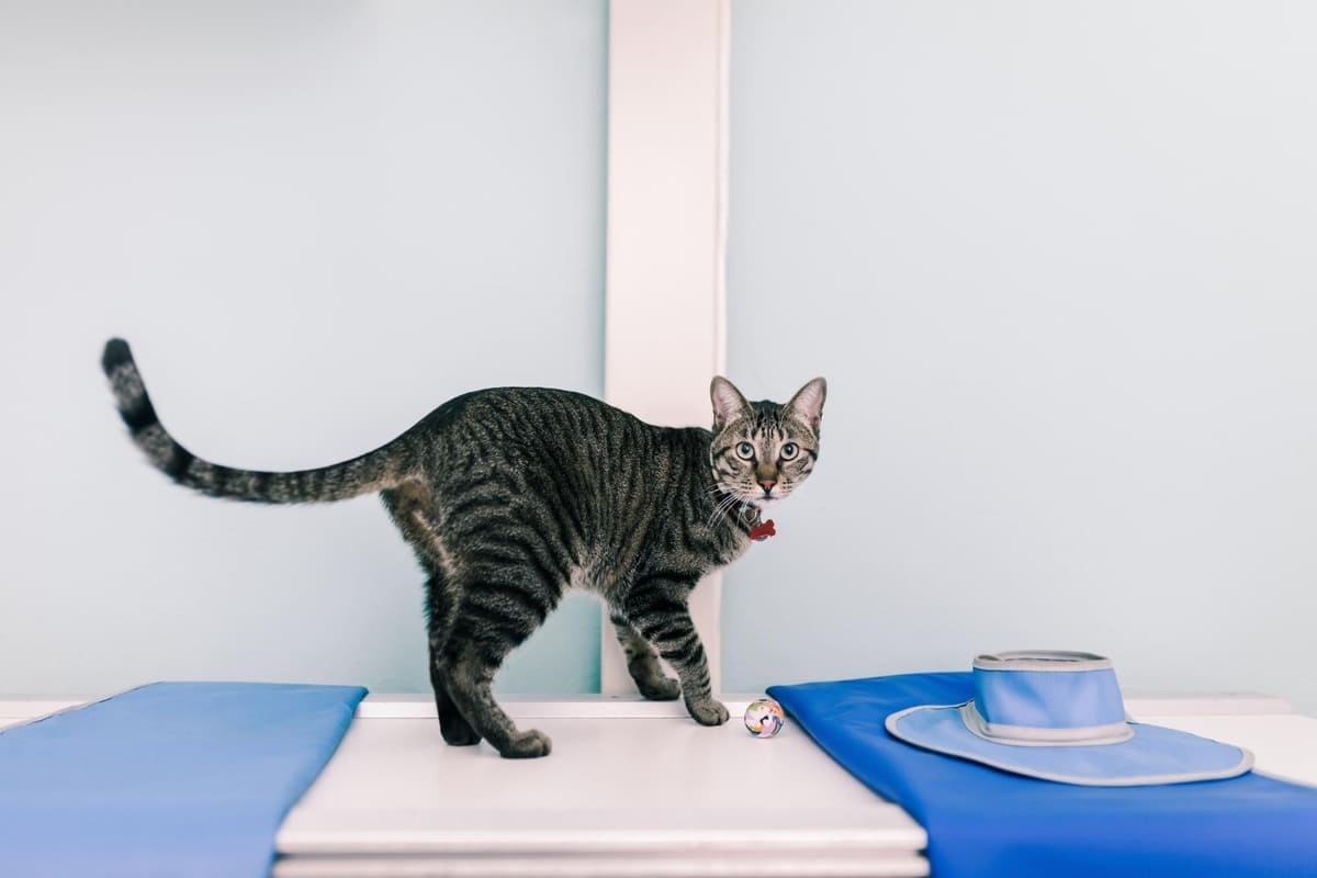 veteriner kliniğindeki muayene odasında topla oynayan kedi