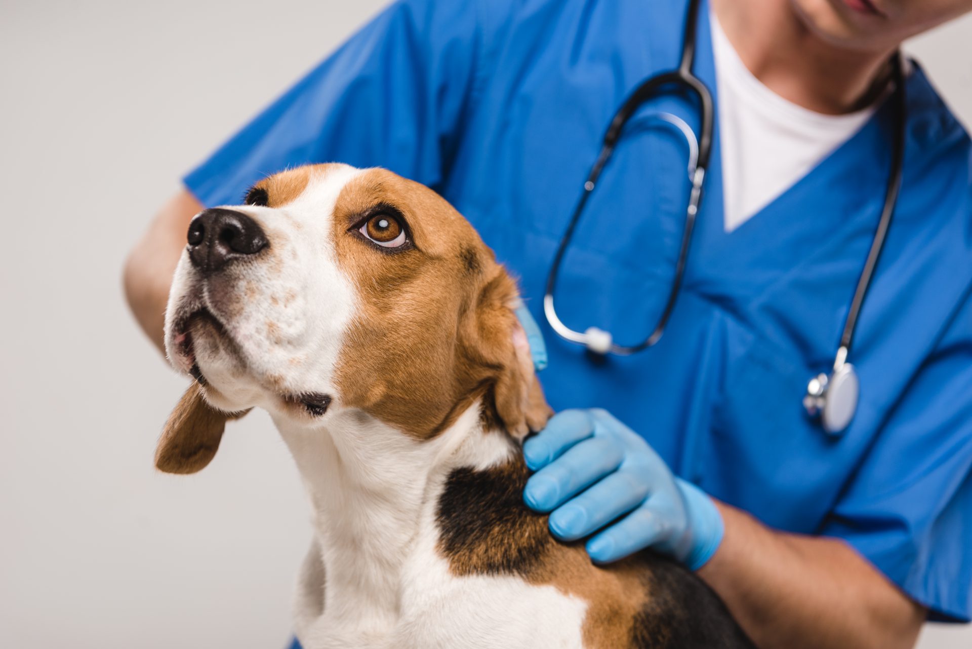 köpeğin veteriner hekim kontrolü
