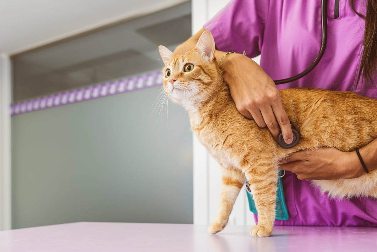 veteriner hekim tarafından kontrol edilen kedi