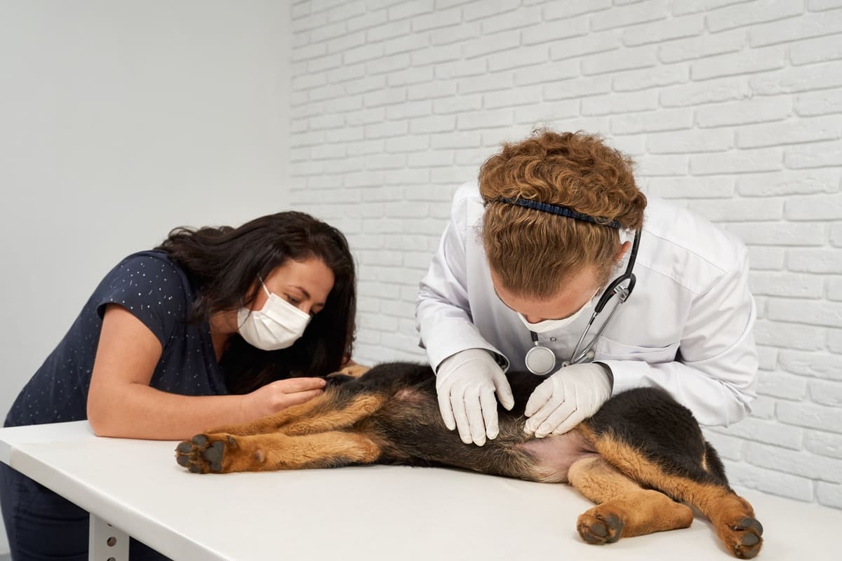 veteriner hekim tarafından muayene edilen köpek