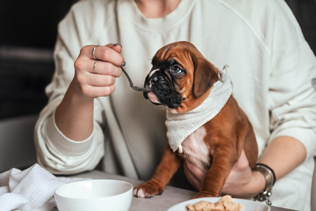 sahibi tarafından kaşıkla beslenen köpek