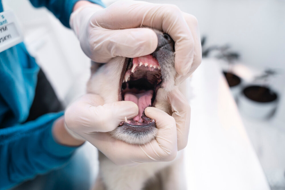dişleri veteriner hekim tarafından kontrol edilen köpek