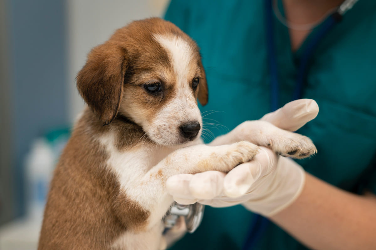 veteriner hekim tarafından muayene edilen yavru köpek