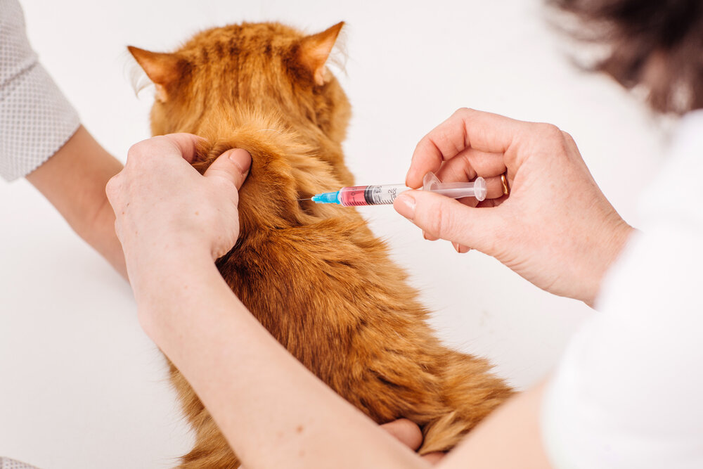 sırtı dönük kedi aşı oluyor